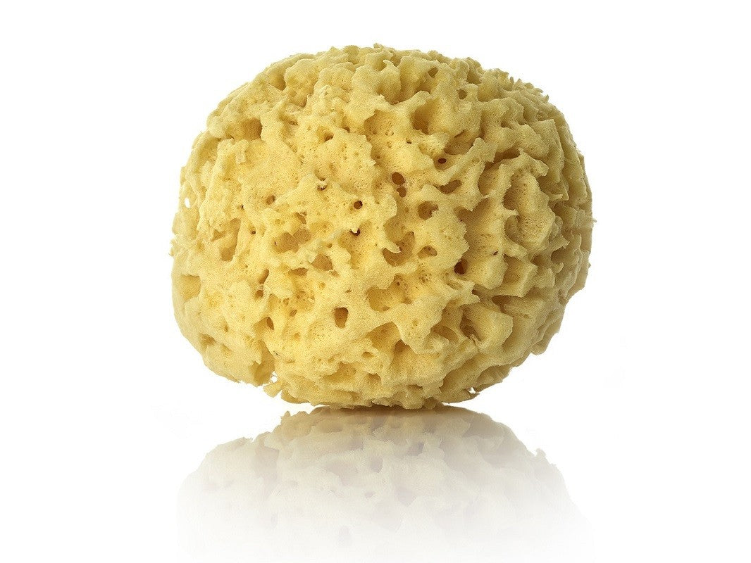 The Light Natural Sponge