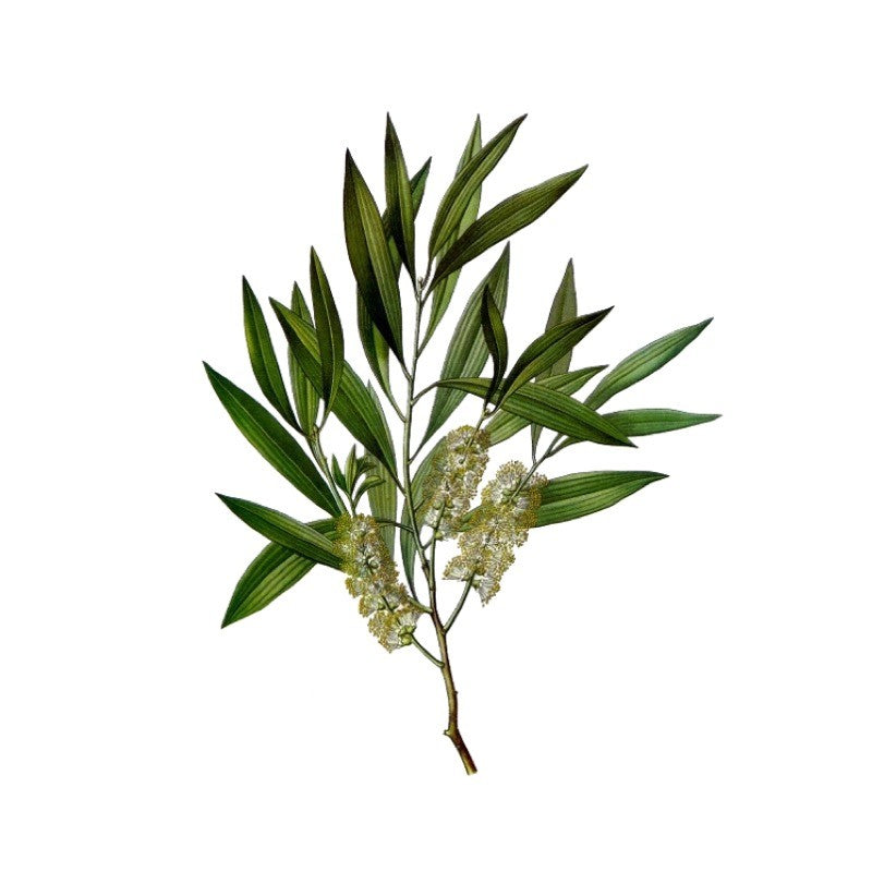 Huile Essentielle Pure de Niaouli