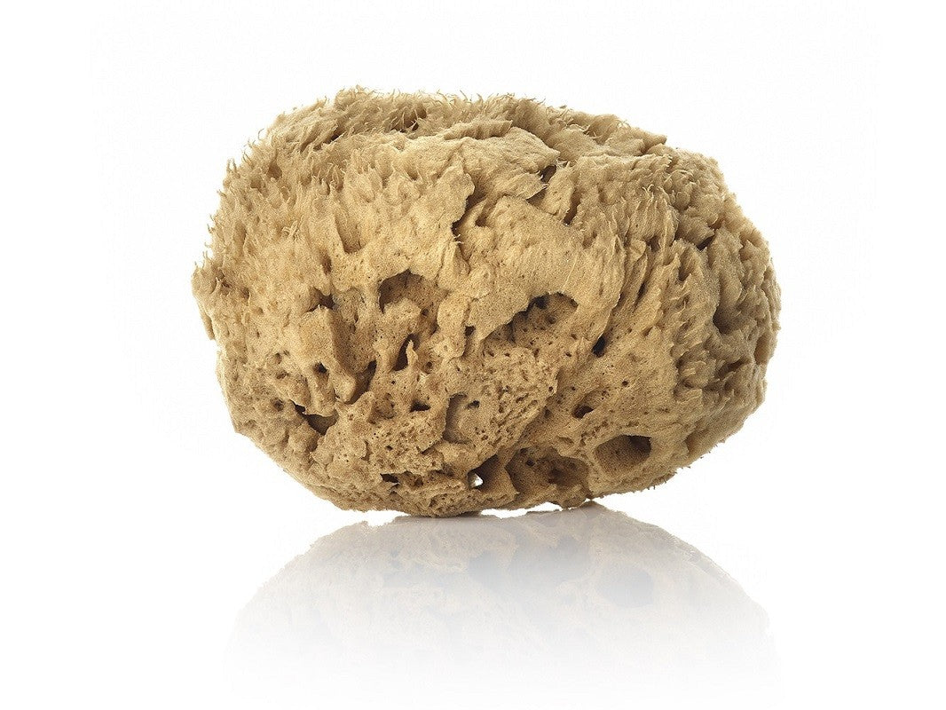 The Raw Natural Sponge