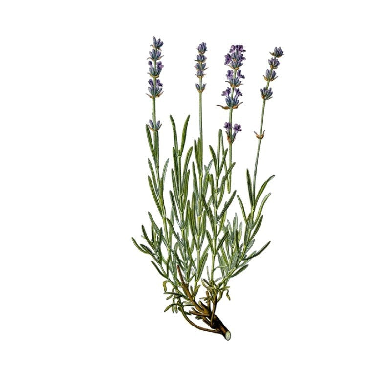 Huile Essentielle Pure de Lavande Fine