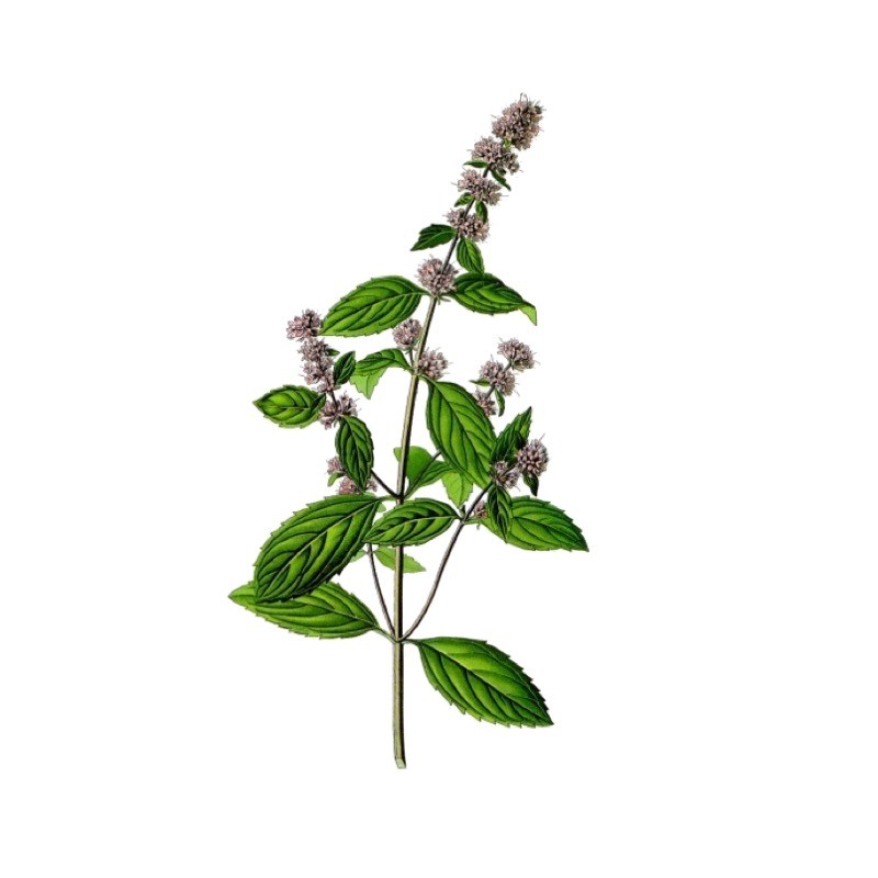Huile Essentielle Pure de Menthe Poivrée