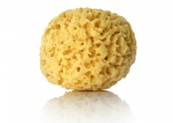 The natural sponge: the useful beauty accessory