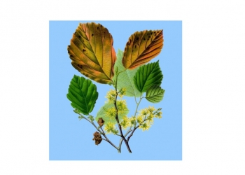 WITCH HAZEL WATER - Hamamelis virginiana water