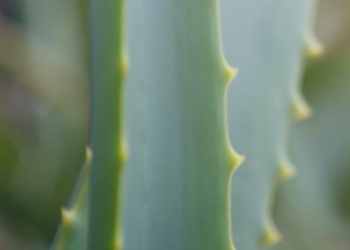 ALOE VERA - Aloe Barbadensis Leaf Juice