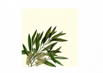 What is tea tree essential oil?