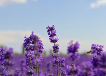 What are the benefits of lavender essential oil ?